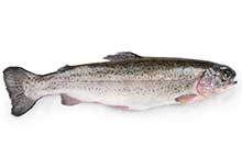 Forel